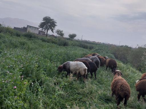 عکس دامداری فرهادزاده