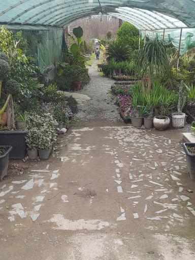 عکس گل و گیاه آفتابگردان