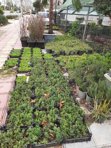 عکس گل و گیاه آفتابگردان