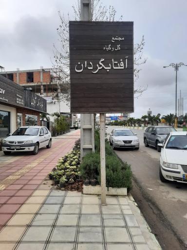 عکس گل و گیاه آفتابگردان