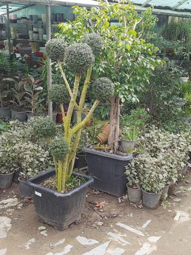 عکس گل و گیاه آفتابگردان