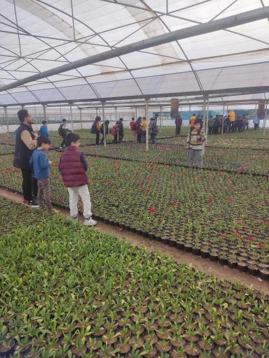 عکس مزرعه گل امین 