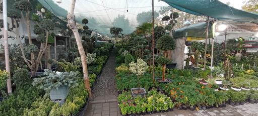 عکس گل دهکده 