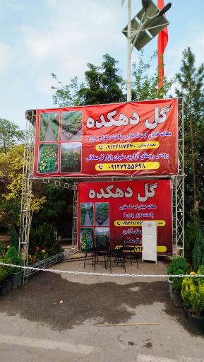 عکس گل دهکده 