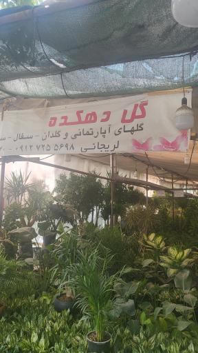 عکس گل دهکده 