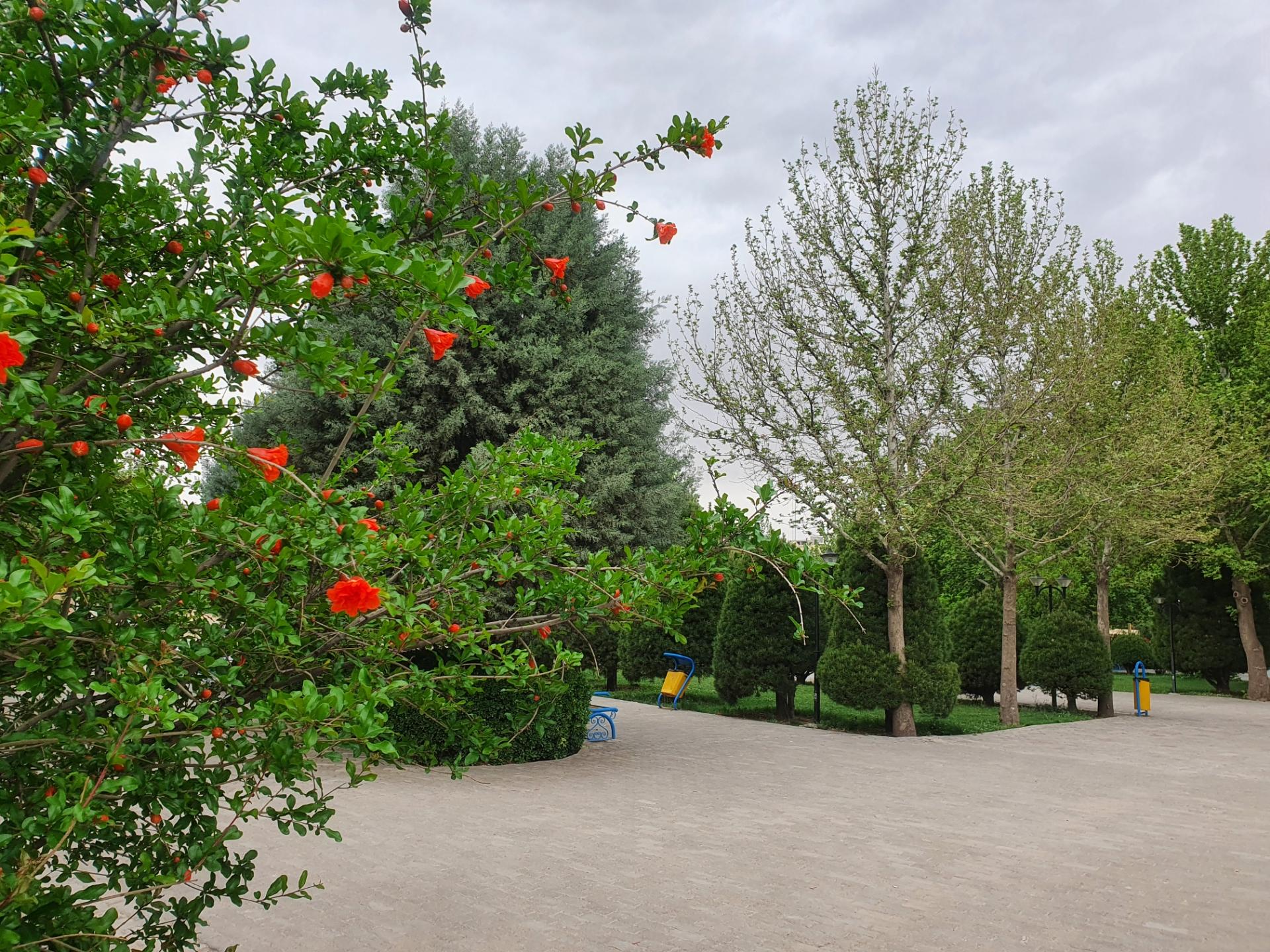 عکس بوستان لاله