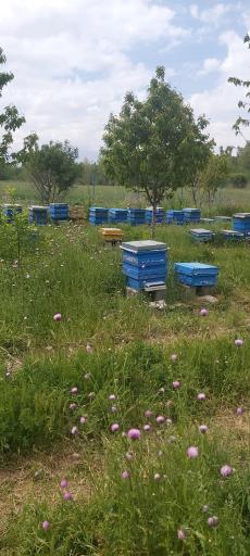 عکس عسل فروشی کراری نیر