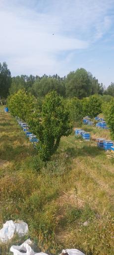 عکس عسل فروشی کراری نیر