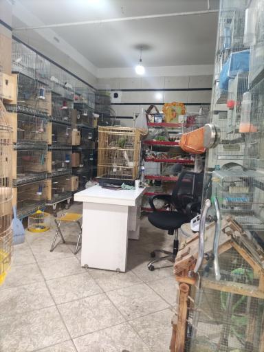 عکس پرنده فروشی