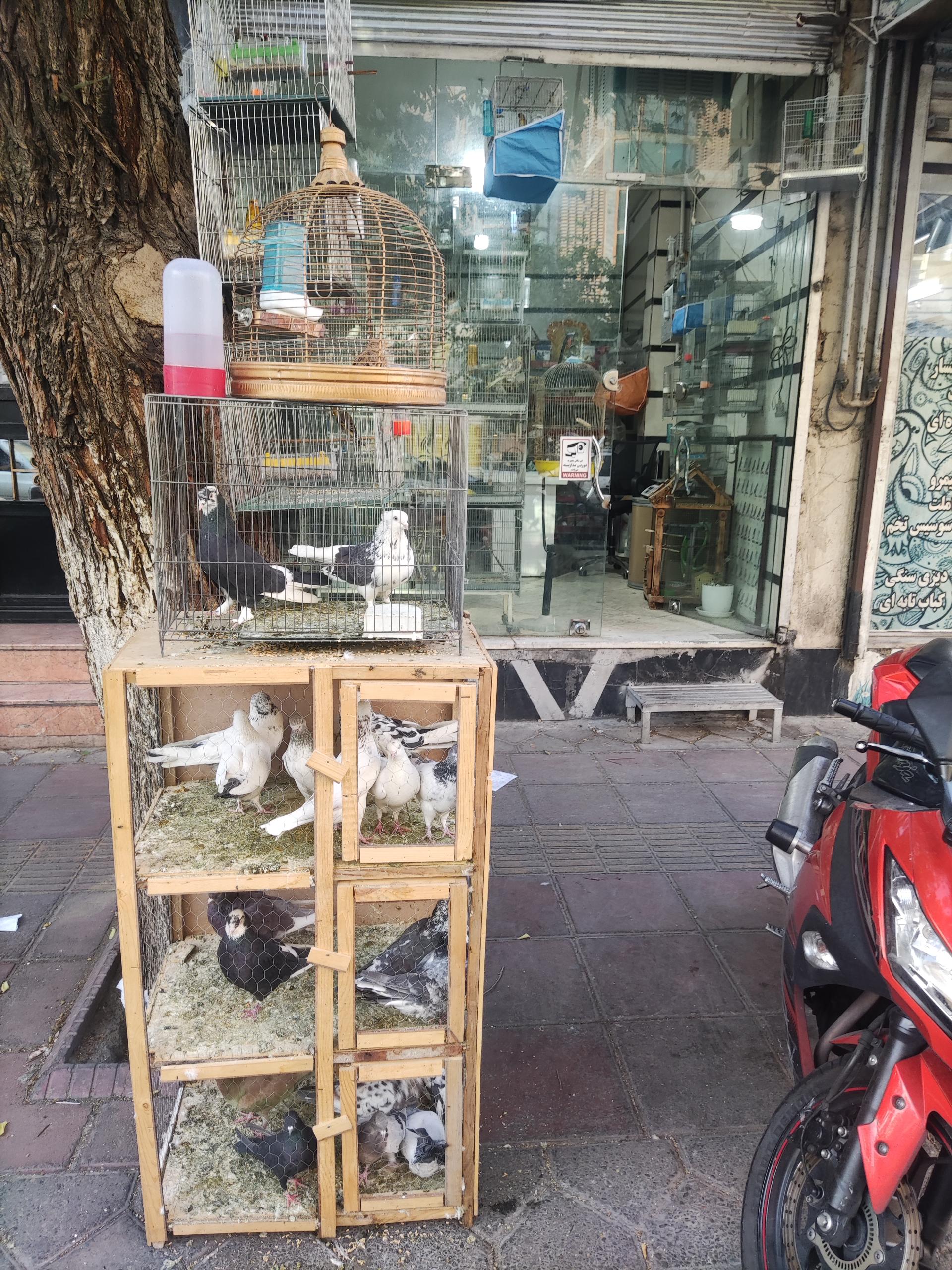 عکس پرنده فروشی