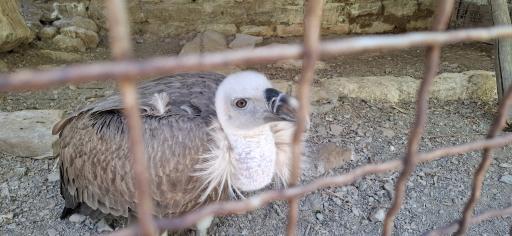 عکس باغ پرندگان صدف