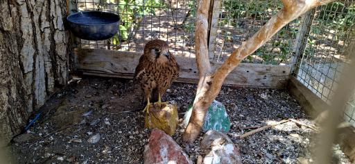 عکس باغ پرندگان صدف