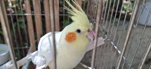 عکس باغ پرندگان صدف