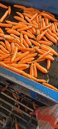 عکس هویج شوری ارسلان(حاج ابراهیم)