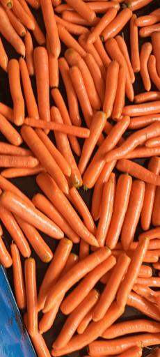 عکس هویج شوری ارسلان(حاج ابراهیم)