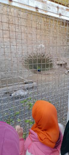 عکس باغ پرندگان صدف