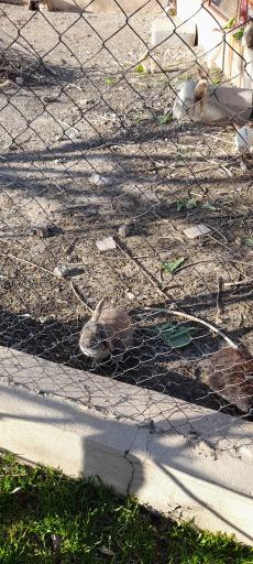 عکس باغ پرندگان صدف