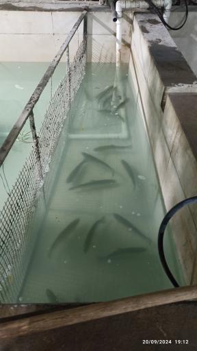 عکس ماهی زنده 