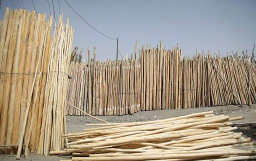 عکس چوب فروشی علی محمدی