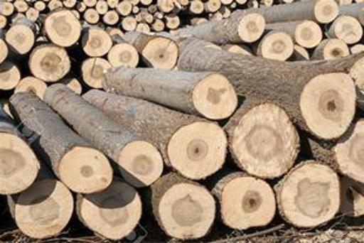 عکس چوب فروشی علی محمدی