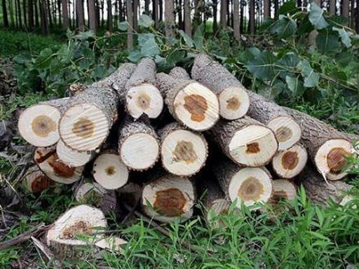 عکس چوب فروشی علی محمدی