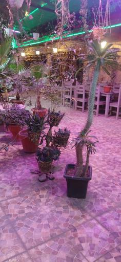 عکس رستوران سنتی ایرونی