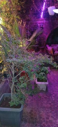 عکس رستوران سنتی ایرونی