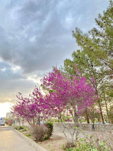 عکس پارک جنگلی هما