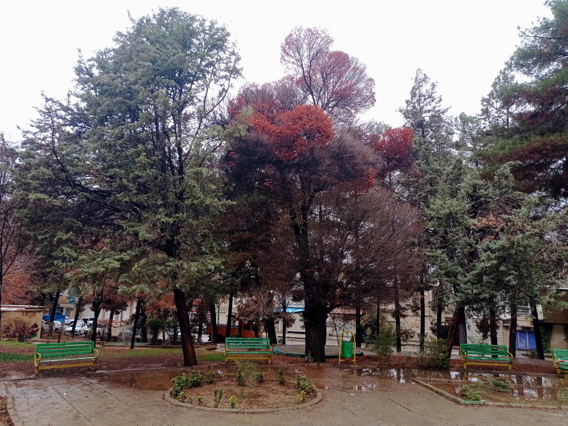 عکس بوستان شهرداری (دلیجانی)