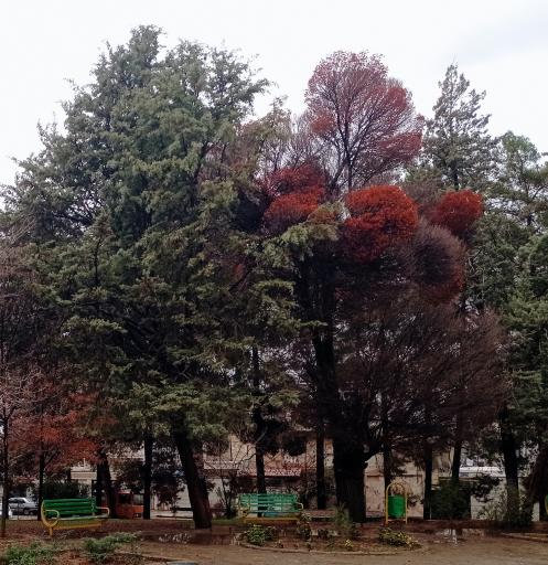 عکس بوستان شهرداری (دلیجانی)