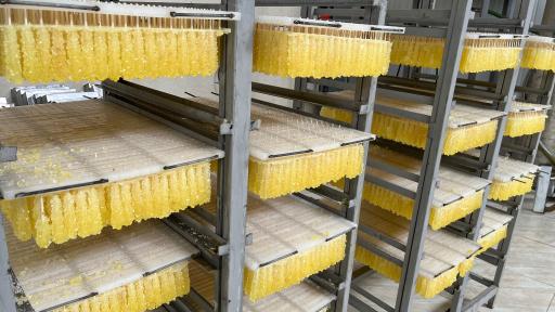 عکس کارخانه نبات تک بلور