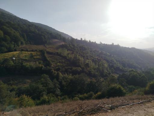 عکس چناربن