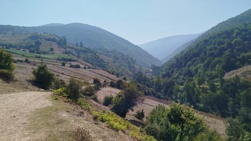 عکس چناربن