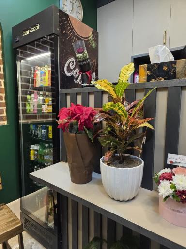 عکس کافه نبات