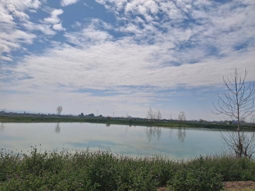 عکس چناربن