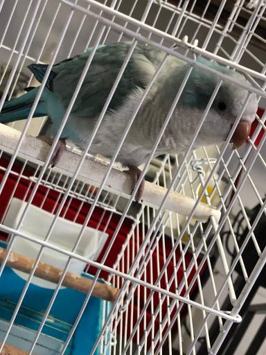 عکس کلینیک دامپزشکی آبتین