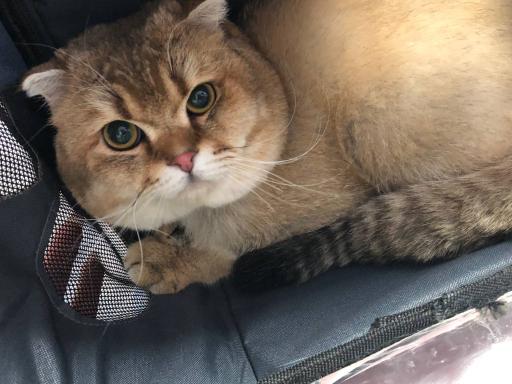 عکس کلینیک دامپزشکی آبتین