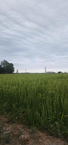 عکس رودکنار