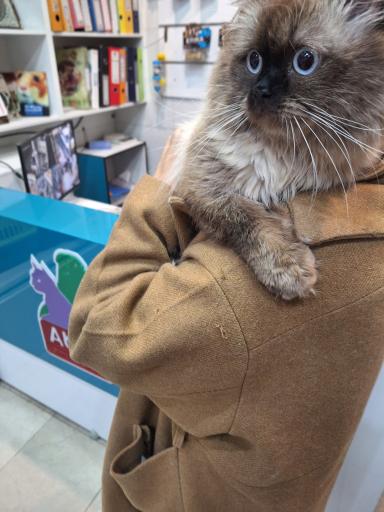 عکس کلینیک دامپزشکی آبتین