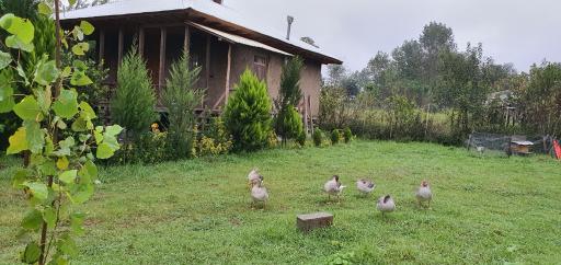 عکس اقامتگاه بومگردی گیلان تاج