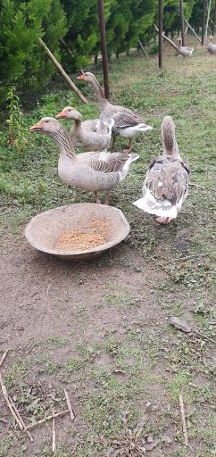 عکس اقامتگاه بومگردی گیلان تاج