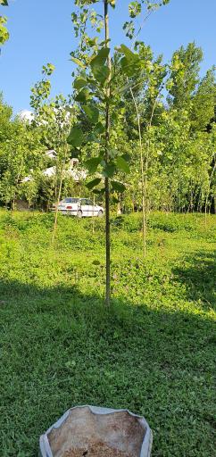 عکس اقامتگاه بومگردی گیلان تاج