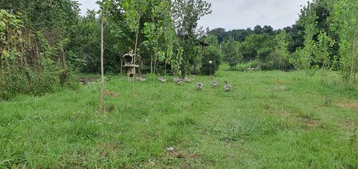 عکس اقامتگاه بومگردی گیلان تاج