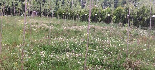 عکس اقامتگاه بومگردی گیلان تاج