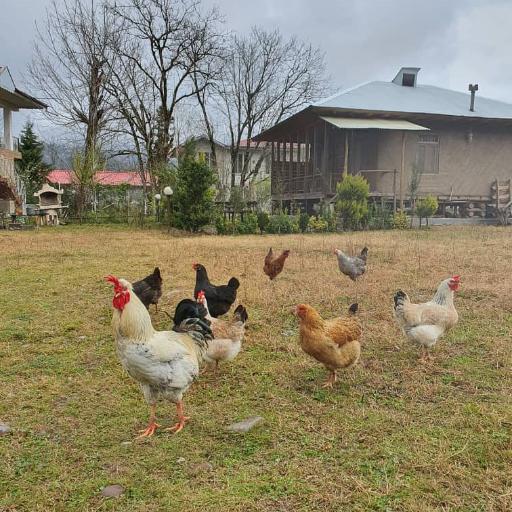 عکس اقامتگاه بومگردی گیلان تاج
