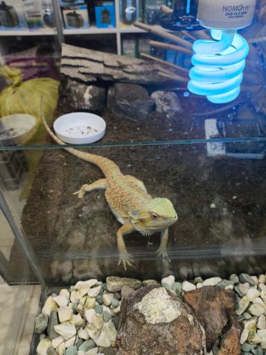 عکس سرزمین حیوانات