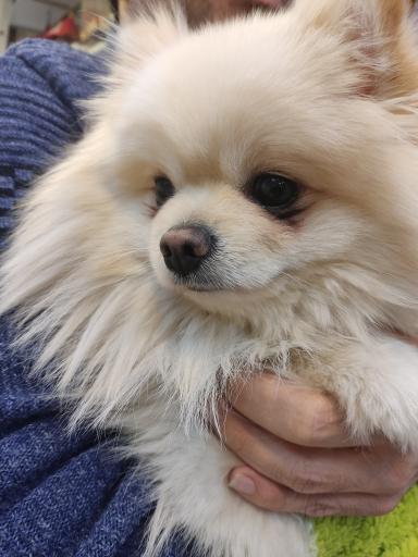 عکس سرزمین حیوانات