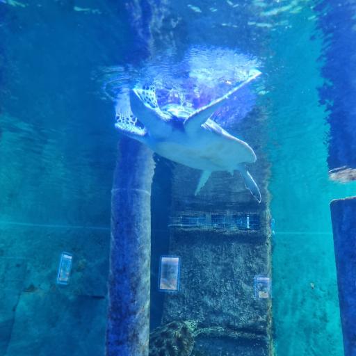 آکواریوم اصفهان کوی