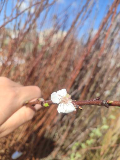 عکس گلکده بونسای 