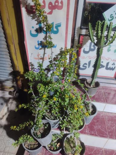 عکس گلکده بونسای 